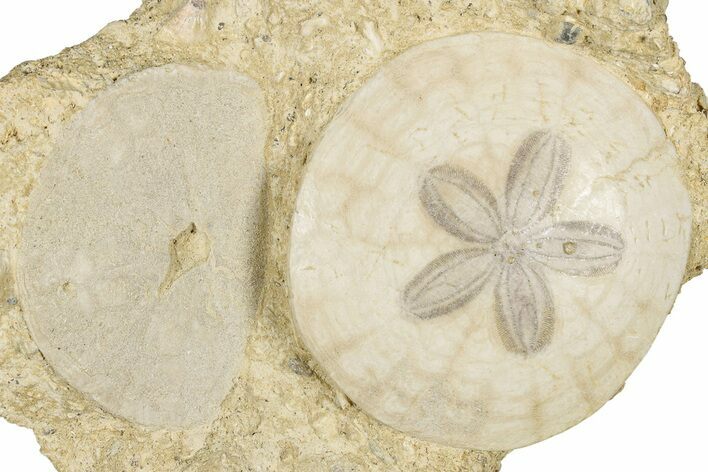 Two Fossil Sand Dollars (Scutella) - France #336756